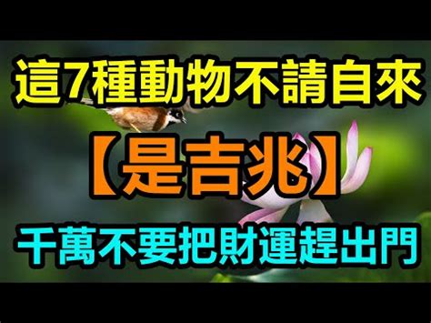 象徵財富的動物|影視及娛樂事務管理處 動物與吉祥文化